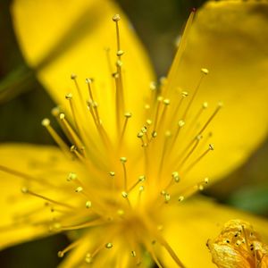 Close-up of wet yellow flower