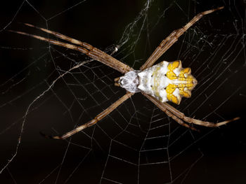 Close-up of spider on web against black background