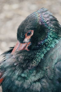 Close-up of peacock