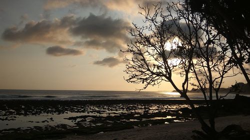Silhouette tree on beach against sky during sunset