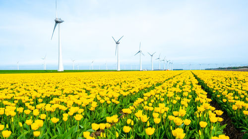 Scenic view of oilseed rape field against sky