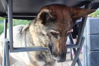 Close-up of dog looking at camera