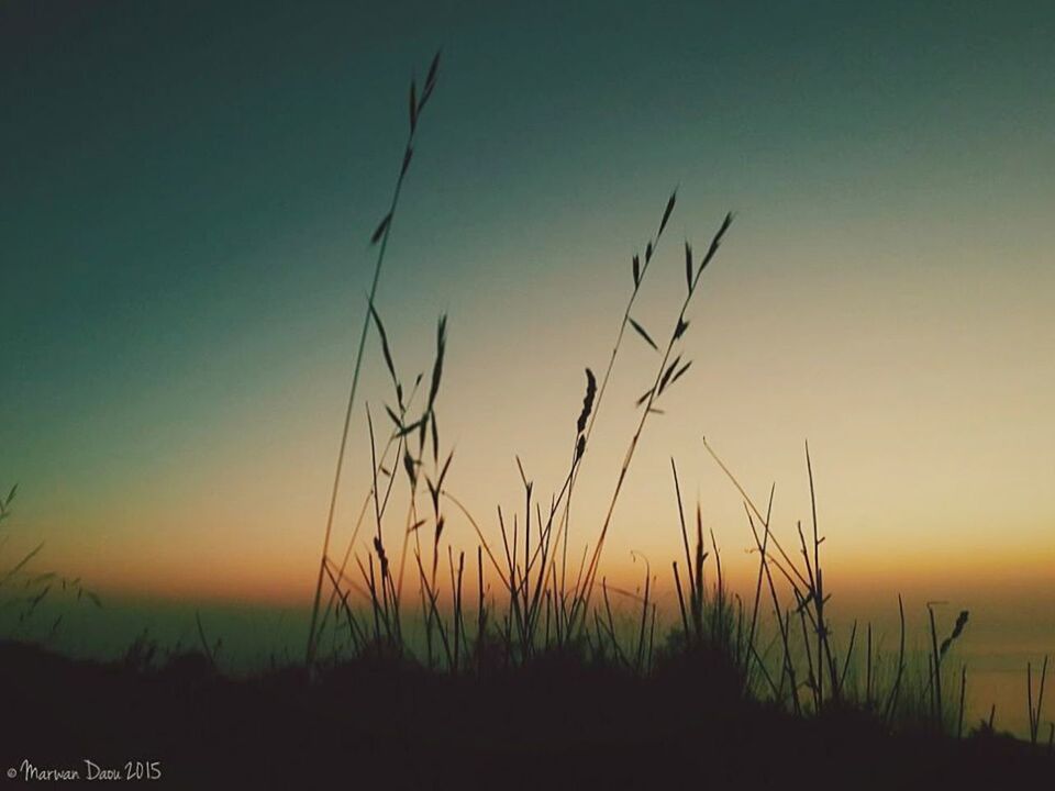 sunset, silhouette, tranquility, tranquil scene, scenics, beauty in nature, nature, plant, growth, sky, landscape, idyllic, clear sky, orange color, field, dusk, outdoors, grass, no people, copy space