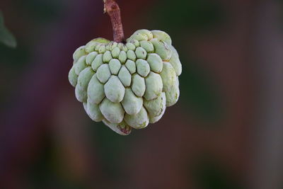 Fresh sugar apple on tree in the garden tropical fruit custard apple on nature green background