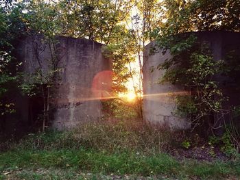 Sunlight streaming through trees in park