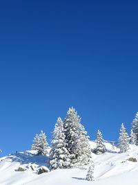 Snow covered tree against clear blue sky