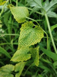 Close-up of green plant
