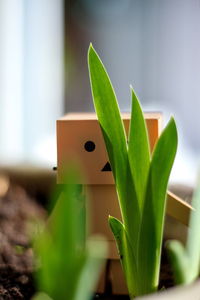 Close-up of potted plant on table