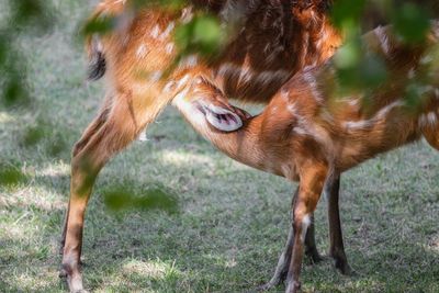 Deer in a field 