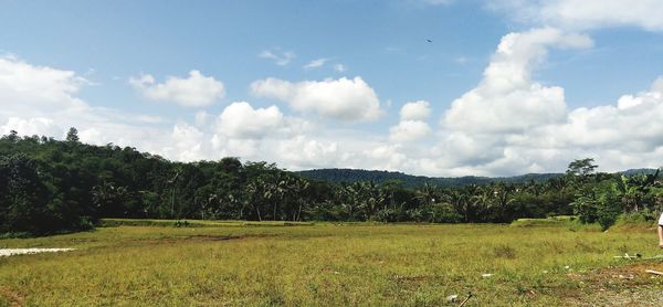 Panoramic shot of trees on field against sky