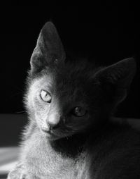 Close-up portrait of cat