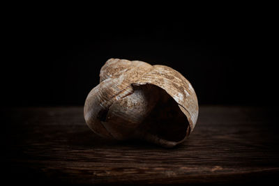 Close-up of shell on table against black background