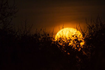 Silhouette trees against sky during sunset