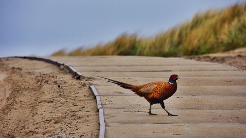 Pheasant walking on walkway