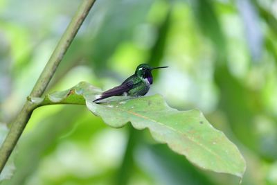 Hummingbird perching on leaf