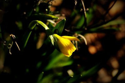 Close-up of yellow flowering plant