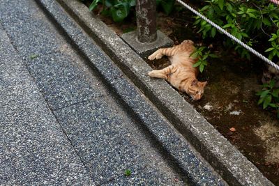 High angle view of a dog