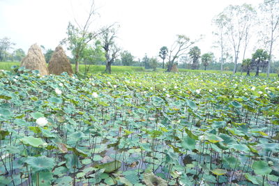 Plants growing on field against sky