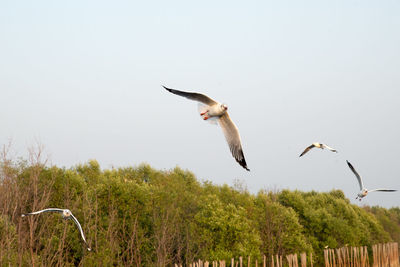 Low angle view of seagulls flying in sky