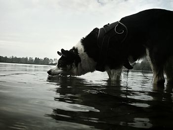 Dog in lake against sky