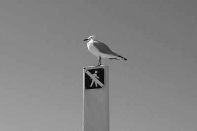Low angle view of seagull perching on wall