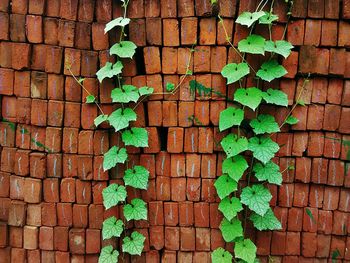 Ivy on stack of bricks