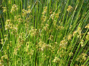 Close-up of flowering plants on land