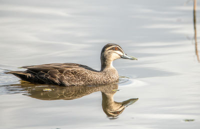 Side view of a duck swimming in lake