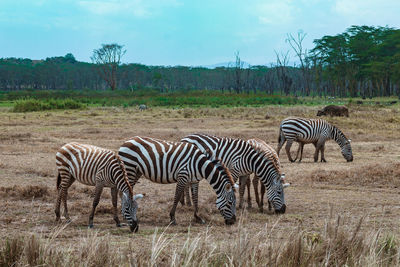 Zebra and zebras on a field