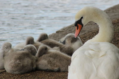 Swans and ducks in a lake