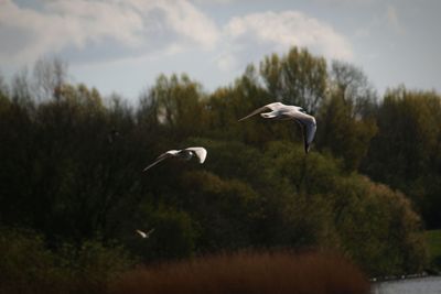 Swan flying by trees against sky