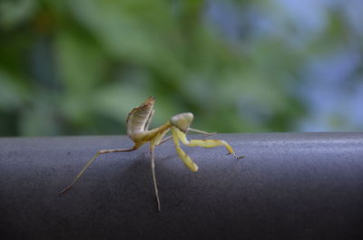 Close-up of insect on leaf