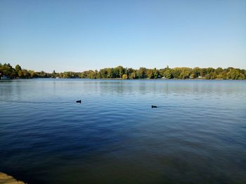 Swan swimming in lake against clear blue sky