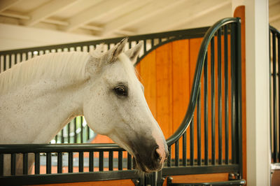 Close-up of white horse in stable