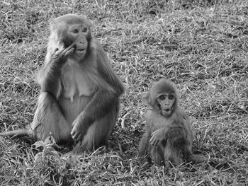 Apes in kathmandu