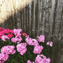 Close-up of flowers growing outdoors