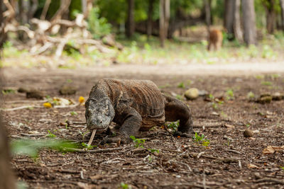 View of an animal on field