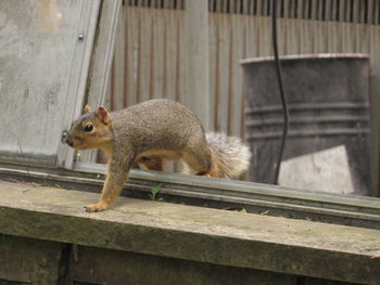 Close-up of squirrel on railing