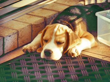 Close-up of dog sleeping