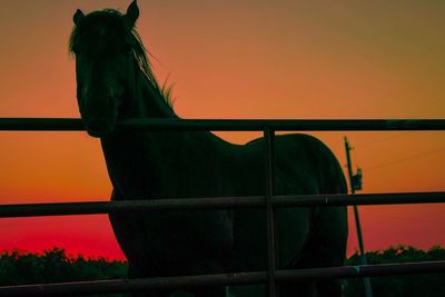 Close-up of horse against clear sky during sunset