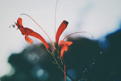 Close-up of red flowers