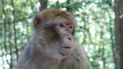 Close-up portrait of a monkey