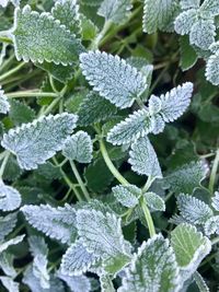 Close-up of frozen mint