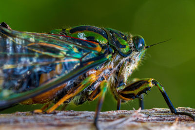 Close-up of insect on branch