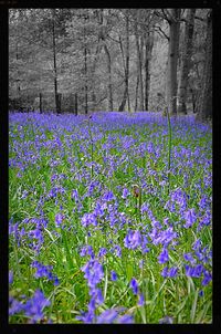 Purple flowers on plant