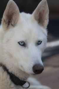 Close-up portrait of dog