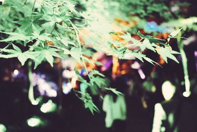 Close-up of plant against blurred background