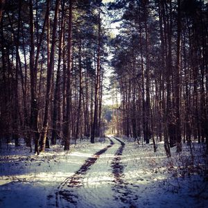 Road passing through forest