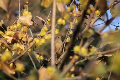 Bird perching on a tree