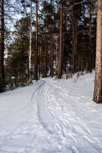 Snow covered land and trees in forest